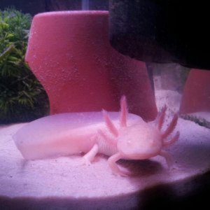 Sid