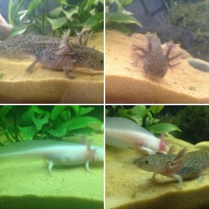 New Axie Tank