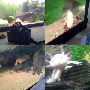 my axolotls,  our few weeks togethere x