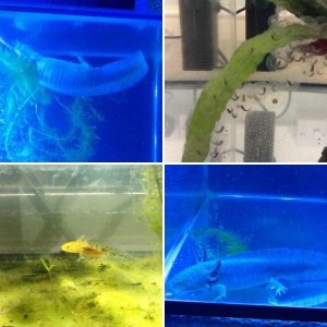 Wild type axolotls reared from egg