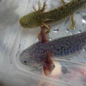 Random axolotls
