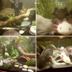 my axies