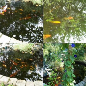 my pond