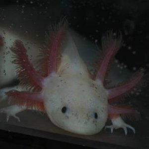 My axie