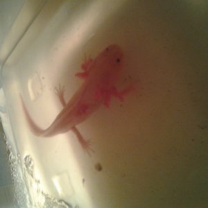 fred the axy