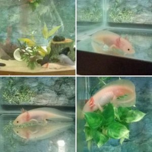 My Axolotls
