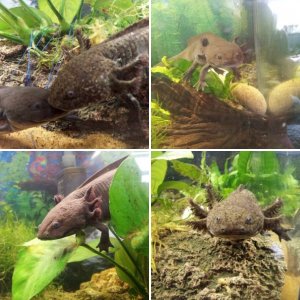 Axolotls
