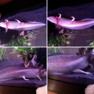 gender help between these two axies.
