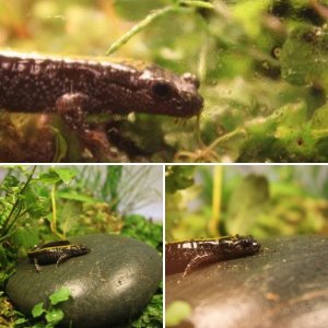 Ambystoma Macrodactylum