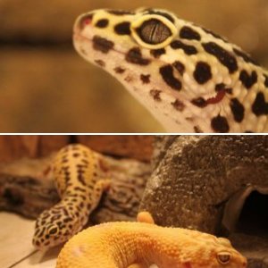 Eublepharis macularius