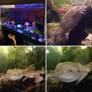 My ACF's