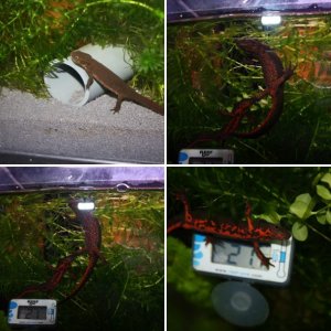 My C. Pyrrhogaster