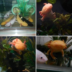 My axolotls