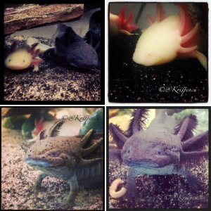 Axolotl Love