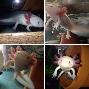 Chupa is growing up fast!