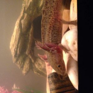 Pepper