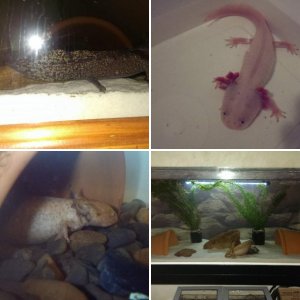 My Axolotls