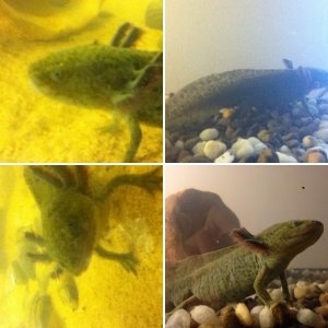 Flint the Axolotl