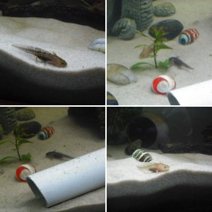 My Axolotls