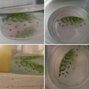 My beautiful girl Dyson :)