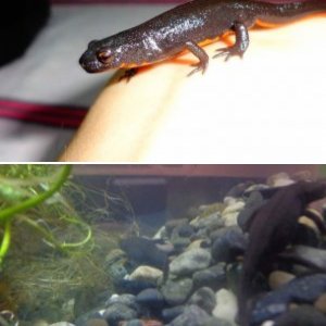 Cynops Orientalis