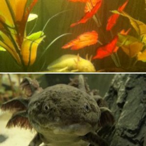 My Axolotls