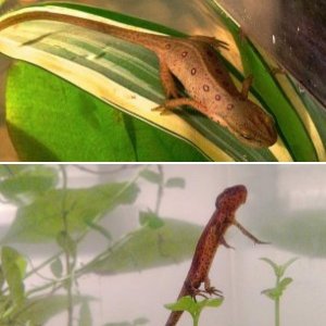 Notophthalmus viridescens