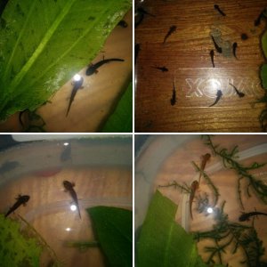 sword tail larvae almost three months old