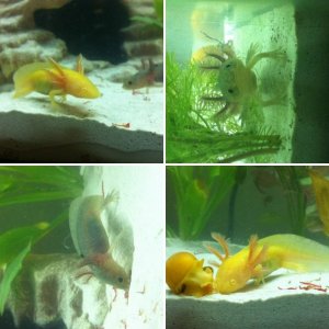 Axolotl's