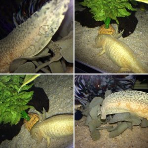 Squirt and Lucky