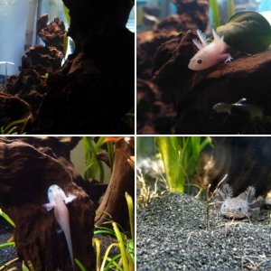 Baby Axolotls