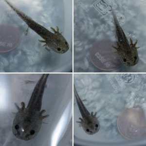 Axolotls