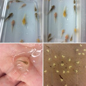 My clutches of babies