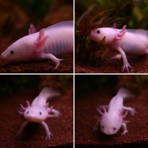 Axolotls