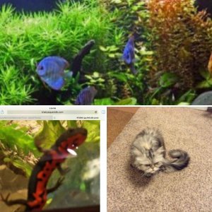 My pets