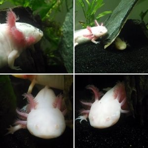 My Axies