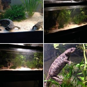 Spanish Ribbed Newts