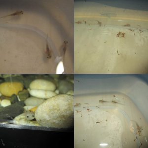 Axies Home Sweet Home