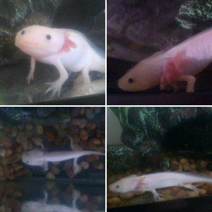 Louis is looking better!