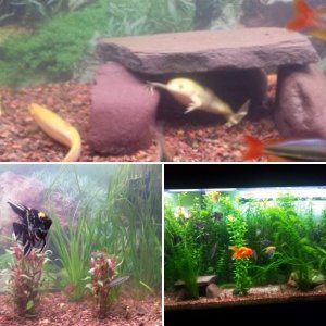 Planted Fish tank
