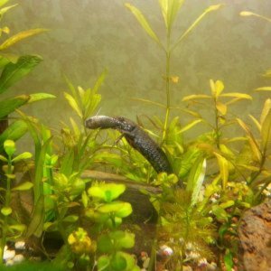 hunting for guppy