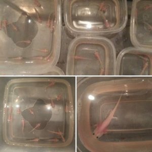 Alana's leucistic babies born around 1st of Nov