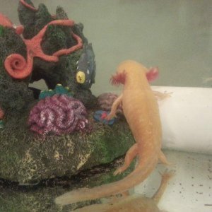 Alana's Axies