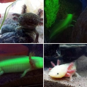 Axolotls