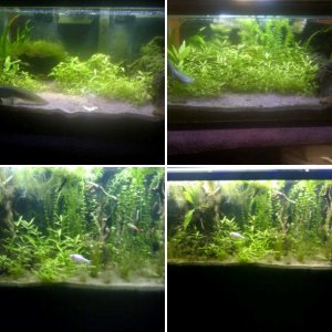 Axolotls and Dirted Tanks