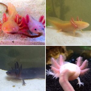 Axolotls