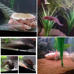 My Axies
