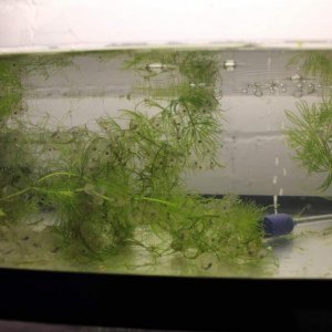 Axolotls