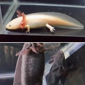 my axolotls
