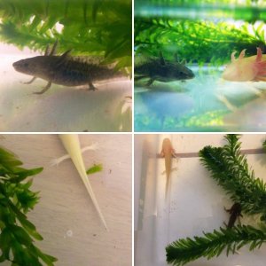My Axies